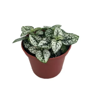 White Splash Polka Dot Plant - Hypoestes - 2.5 Inch Pot - Colorful Houseplant