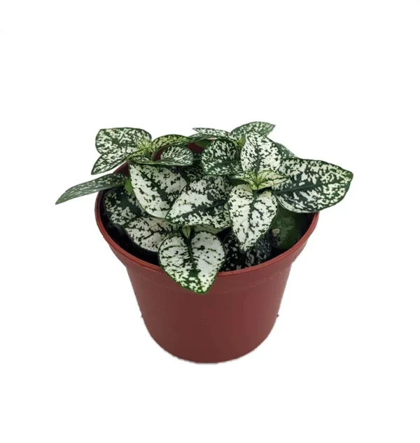 White Splash Polka Dot Plant - Hypoestes - 2.5 Inch Pot - Colorful Houseplant