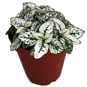 White Splash Polka Dot Plant - Hypoestes - 2.5 Inch Pot - Colorful Houseplant