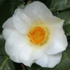 White Swan Camellia Japonica Live Plant Evergreen Shrub 30 inch 5 Gallon Pot