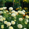 White Swan Rare Marigold Calendula Plants - Healthy Seedling Plugs - Easy Grow