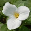 White Trillium 20 Bulbs - Spring Flowering Wood Lily - Partial Shade