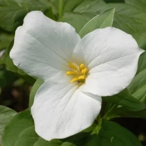 White Trillium 20 Bulbs - Spring Flowering Wood Lily - Partial Shade