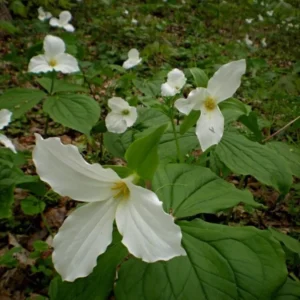 White Trillium 20 Bulbs - Spring Flowering Wood Lily - Partial Shade