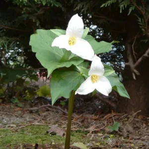 White Trillium 20 Bulbs - Spring Flowering Wood Lily - Partial Shade
