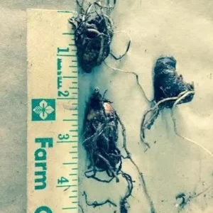 White Trillium 20 Bulbs - Spring Flowering Wood Lily - Partial Shade