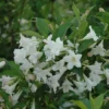 White Weigela Plant - 6-12 Inch Weigela Florida Shrub - Quart Pot