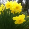 Wild Daffodil Bulbs 100 Pack Lent Lily Buttercup Spring Blooms