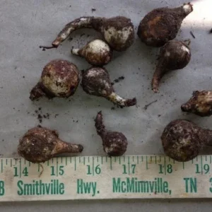 Wild Daffodil Bulbs 100 Pack Lent Lily Buttercup Spring Blooms