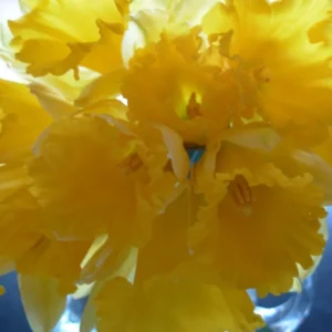 Wild Daffodil Bulbs 100 Pack Lent Lily Buttercup Spring Blooms