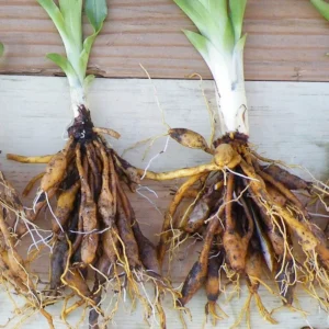 Wild Daylily Fans 50 Root Systems Orange Flowering Perennial