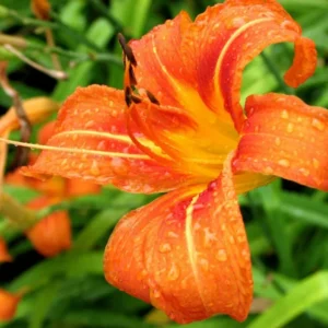 Wild Daylily Fans 50 Root Systems Orange Flowering Perennial