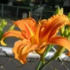 Wild Daylily Fans Root Systems - 10 Ditch Lily Orange Perennial Roots