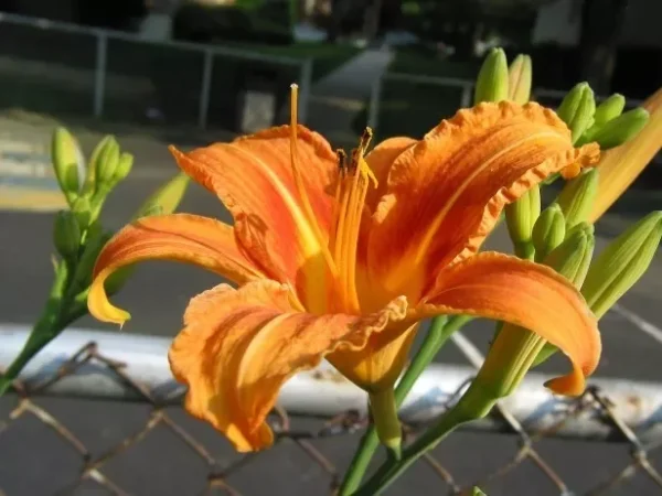 Wild Daylily Fans Root Systems - 10 Ditch Lily Orange Perennial Roots
