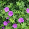 Wild Geranium Plants Cranesbill - 30 Organic Bare Root Maculatum Stock Transplant
