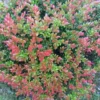 Wild Huckleberry Plants Set - 3 Vaccinium Ovatum Evergreen Seedlings 4-6 Inch