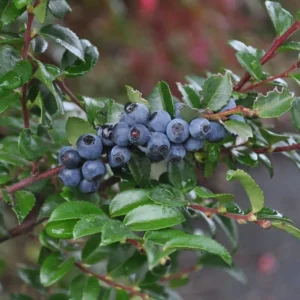Wild Huckleberry Plants Set - 3 Vaccinium Ovatum Evergreen Seedlings 4-6 Inch