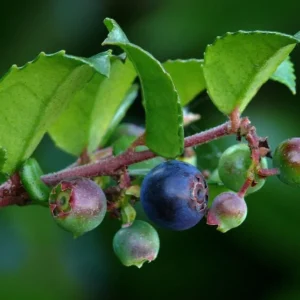 Wild Huckleberry Plants Set - 3 Vaccinium Ovatum Evergreen Seedlings 4-6 Inch