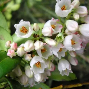 Wild Huckleberry Plants Set - 3 Vaccinium Ovatum Evergreen Seedlings 4-6 Inch