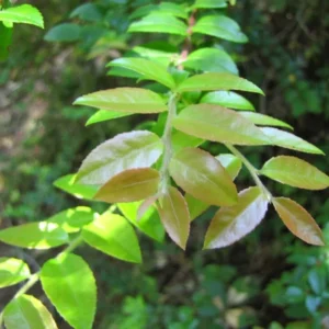 Wild Huckleberry Plants Set - 3 Vaccinium Ovatum Evergreen Seedlings 4-6 Inch