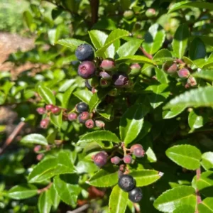 Wild Huckleberry Plants Set - 3 Vaccinium Ovatum Evergreen Seedlings 4-6 Inch