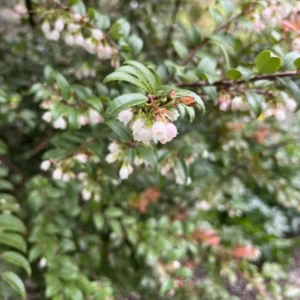 Wild Huckleberry Plants Set - 3 Vaccinium Ovatum Evergreen Seedlings 4-6 Inch