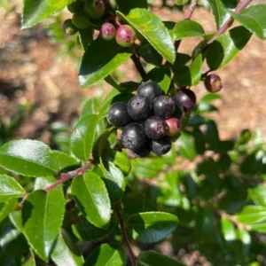 Wild Huckleberry Plants Set - 3 Vaccinium Ovatum Evergreen Seedlings 4-6 Inch
