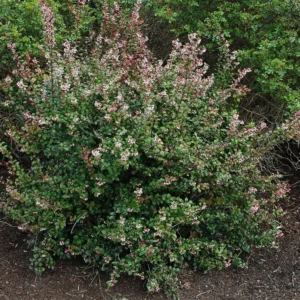 Wild Huckleberry Plants Set - 3 Vaccinium Ovatum Evergreen Seedlings 4-6 Inch