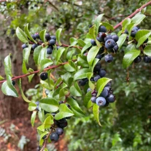 Wild Huckleberry Plants Set - 3 Vaccinium Ovatum Evergreen Seedlings 4-6 Inch