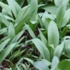 Wild Ramps Bulbs - 50 Organic Allium Tricoccum Bare Roots for Planting