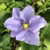 Will Goodwin Clematis Vine - Purple Flowering Vine - 2.5" Pot