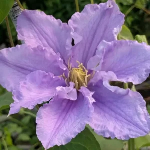 Will Goodwin Clematis Vine - Purple Flowering Vine - 2.5" Pot