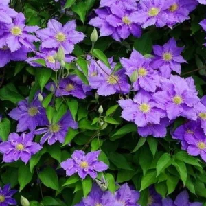 Will Goodwin Clematis Vine - Purple Flowering Vine - 2.5