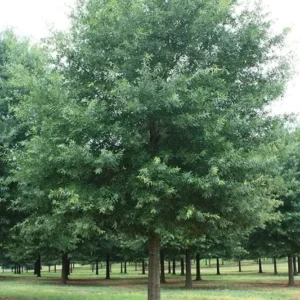 Willow Oak Plant - 6-12 Inch Tall Tree in Qt Pot – Fast Growing Shade Tree