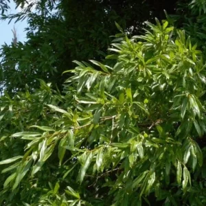 Willow Oak Plant - 6-12 Inch Tall Tree in Qt Pot – Fast Growing Shade Tree