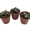 Window Pane Haworthia Collection - 3 Easy Succulent Plants - 2" Pots - South Africa Native