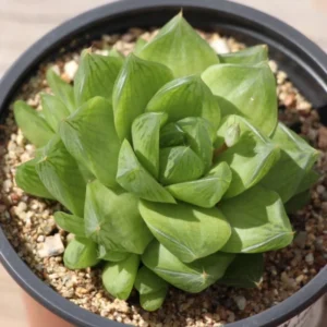 Window Pane Haworthia Collection - 3 Easy Succulent Plants - 2