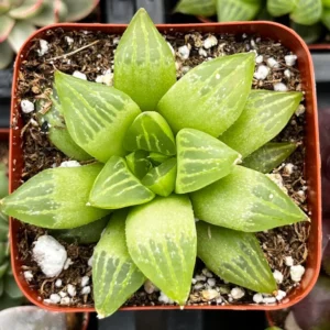 Window Pane Haworthia Collection - 3 Easy Succulent Plants - 2
