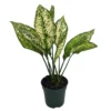 Wintry Winehouse Chinese Evergreen Plant 4" Pot Low Light Aglaonema