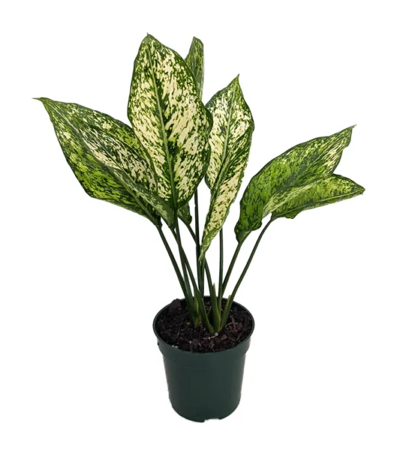 Wintry Winehouse Chinese Evergreen Plant 4" Pot Low Light Aglaonema