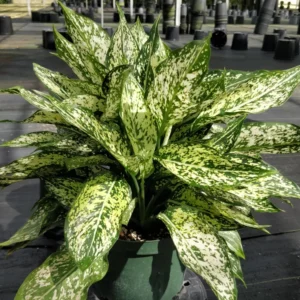 Wintry Winehouse Chinese Evergreen Plant 4" Pot Low Light Aglaonema