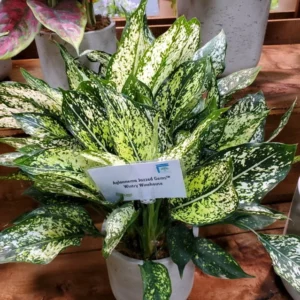 Wintry Winehouse Chinese Evergreen Plant 4