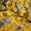 Witch Hazel Tree - 5 Pack - 12 to 24in Tall - Hamamelis Virginiana Native Tree Plant