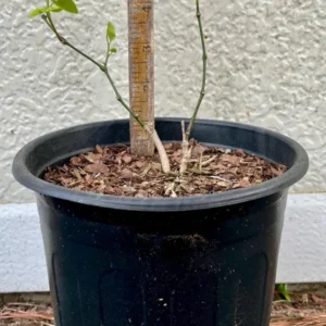 Wooly Dutchman's Pipe Vine - Aristolochia Tomentosa Plant - 1 Gallon Pot - Butterfly Host