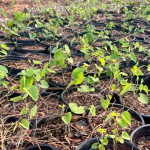 Wooly Dutchman's Pipe Vine - Aristolochia Tomentosa Plant - 1 Gallon Pot - Butterfly Host