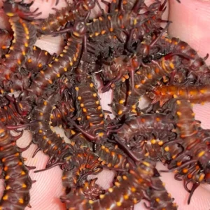 Wooly Dutchman's Pipe Vine - Aristolochia Tomentosa Plant - 1 Gallon Pot - Butterfly Host