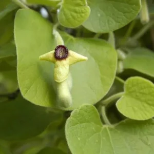 Wooly Dutchman's Pipe Vine - Aristolochia Tomentosa Plant - 1 Gallon Pot - Butterfly Host