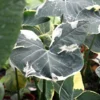 Xanthosoma Albo Variegata Plant - Rooted Alocasia Mickey Mouse in 3" Pot