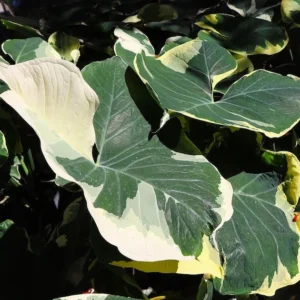 Xanthosoma Albo Variegata Plant - Rooted Alocasia Mickey Mouse in 3" Pot