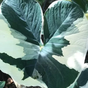 Xanthosoma Albo Variegata Plant - Rooted Alocasia Mickey Mouse in 3